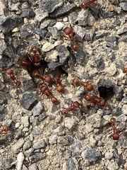 Pogonomyrmex occidentalis