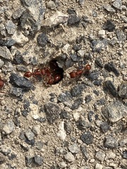 Pogonomyrmex occidentalis
