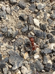 Pogonomyrmex occidentalis