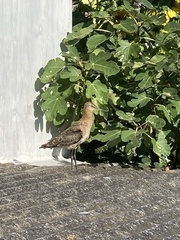Limosa limosa