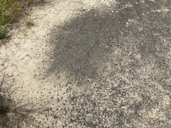 Pogonomyrmex occidentalis