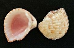 Americardia planicostata