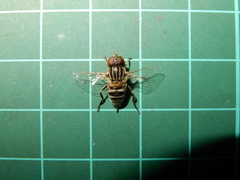 Eristalinus arvorum