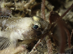 Pomatoschistus pictus