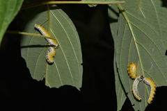 Macremphytus tarsatus