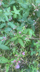 Desmodium paniculatum