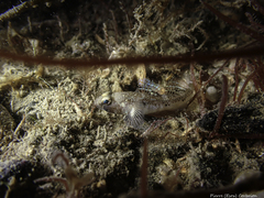 Pomatoschistus pictus