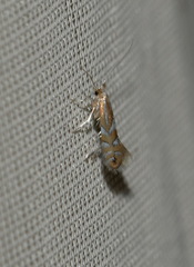 Phyllonorycter maestingella