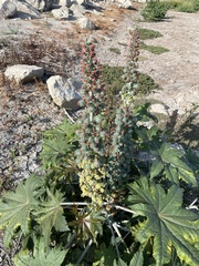 Ricinus communis