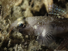 Pomatoschistus pictus