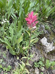 Castilleja rhexiifolia