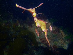 Phyllopteryx taeniolatus