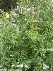 Mentha spicata