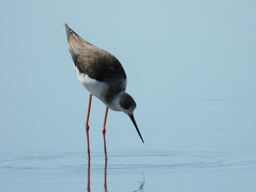 Cigüeñuela común (Himantopus himantopus)