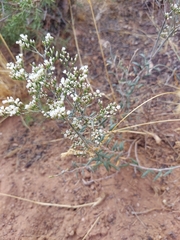 Eriogonum microtheca