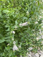 Mentha spicata