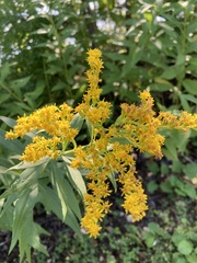 Solidago