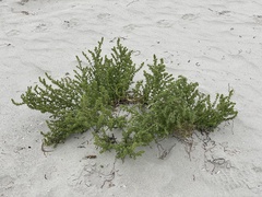 Salsola kali