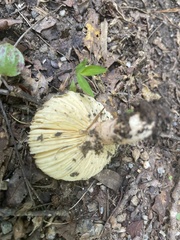 Amanita parcivolvata