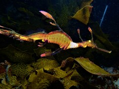 Phyllopteryx taeniolatus