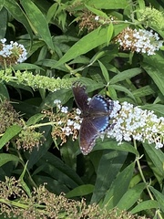 Limenitis arthemis astyanax
