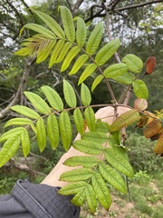 Sorbus americana