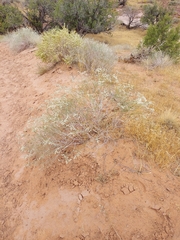 Eriogonum microtheca