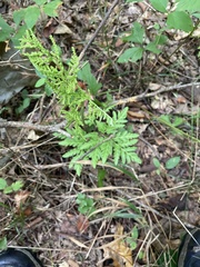 Sceptridium dissectum