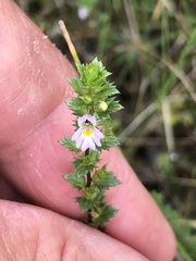 Euphrasia stricta
