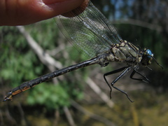 Arigomphus cornutus