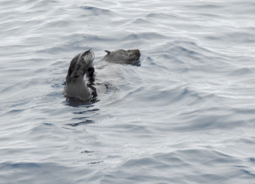Two fur seals at the surface of calm grey water, one holding a flipper out of the water