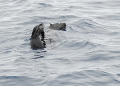 Arctocephalus townsendi