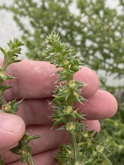 Salsola kali