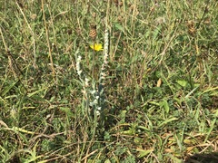 Spiranthes spiralis