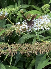 Limenitis arthemis astyanax