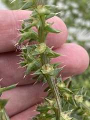 Salsola kali