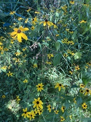 Rudbeckia triloba