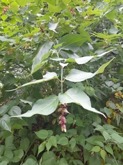 Leycesteria formosa