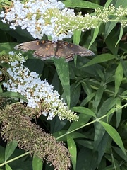 Limenitis arthemis astyanax