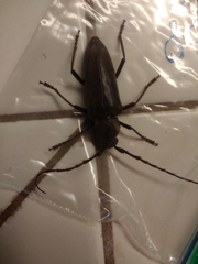 Enaphalodes hispicornis