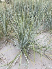 Leymus arenarius
