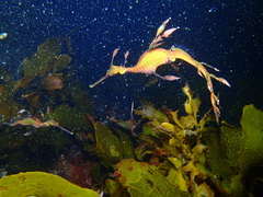 Phyllopteryx taeniolatus