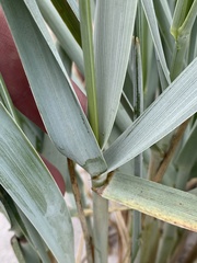 Leymus arenarius