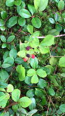 Rubus hispidus