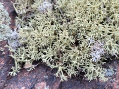 Cladonia uncialis