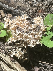 Sebacina schweinitzii