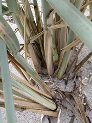 Leymus arenarius