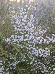 Erica formosa