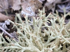 Cladonia uncialis