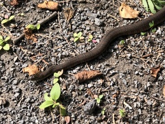 Nerodia sipedon sipedon